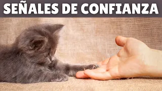 Las 7 señales principales de que tu gato CONFÍA EN TI 😻 (según los expertos)