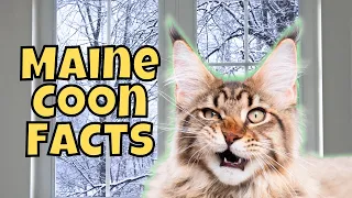 10 Massive Facts About Maine Coon Cats