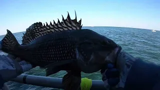 New Jersey Black Sea bass