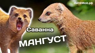 Мангуст. Энциклопедия для детей про животных. Саванна