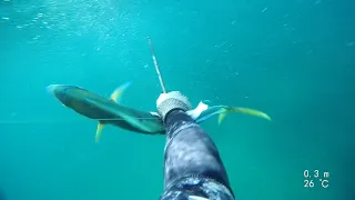 spearfishing dolphinfish  (mahi mahi) / דוראדו