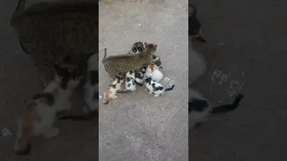 Hero Cat Saves the Day: Protecting Abandoned Kittens