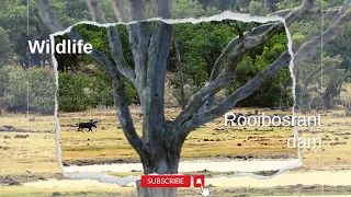 Wildlife at Rooibosrant dam