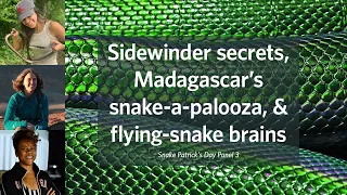 "Sidewinder Secrets, Madagascar’s Snake-a-Palooza, & Flying-Snake Brains" (Panel 3)