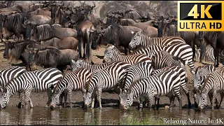 4K Fauna Africana - Gran Migración del Serengeti al Maasai Mara, Kenia - parte 2