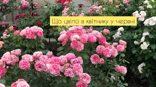 Що цвіло у розарії в червні / My rose garden in June 2021