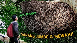 Lebah Madu Super dan Mewah. #lebah#madu#hutan#alam#panenmadu#SurvivalAlam