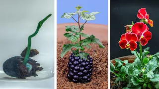 Plants Growing Time Lapse Compilation (484 Days)