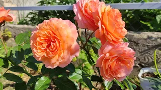 Красивые розы. Роза Бельведер (Belvedere) и радость и огорчения...