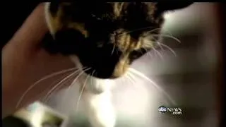 Cat Finds Way Home 5 Years Later