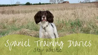 Gundog Training - One way to teach the stop whistle with a tennis ball