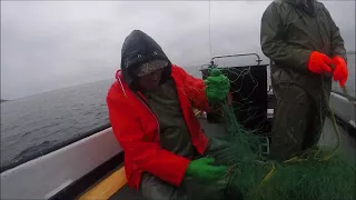 Setting & Checking Gill Net For Cod (Harbour Shoal)