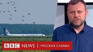 Откуда взялись чайки, которые сбили самолет в Жуковском? | Новости
