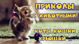 Приколы с котами 🐱 и  кошками - Приколы с животными 🐶🐖 #2 Funny videos with Animal and cats...