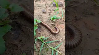 gadi aayi chuk chuk 🤣🤣🤣🤣🤣 | kambal kida | khujli wala kida | rail gadi aayi