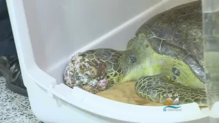 Sea Turtle Covered In Tumors Hopes Keys Hospital Can Help