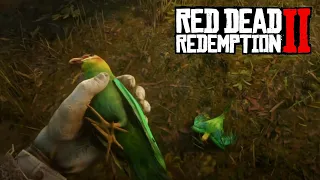 Каролинские попугаи (Karolina Parakeet) | Секретная миссия в Red Dead Redemption 2