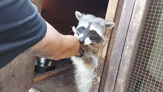 Rescue Raccoon Rocket