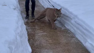 Puma Messi on the ice rink! 