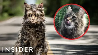 How Cats Are Trained For TV And Movies | Movies Insider