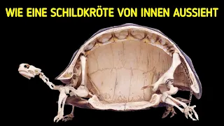 Schildkröten können nicht aus ihren Panzern kommen + 200 zufällige Fakten