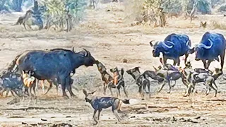 Can 16 Wild Dogs Take Down Adult Buffalo