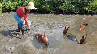 Brave Woman Catch Huge Mud Crabs at The Sea Swamp after Water Low Tide