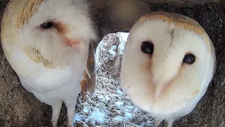 Rescued Barn Owl Returns Home & Pairs Up With Gylfie 🦉 | Gylfie & Dryer | Robert E Fuller