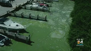 Governor DeSantis Announces Creation Of Blue-Green Algae Task Force