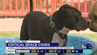 Las Vegas-area animal shelter reaches critical space crisis, seeks immediate foster homes