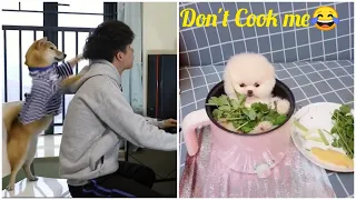 😍 Mini Pomeranian - Funny and Cute Pomeranian Videos #42 - Cute Puppies | Tik Tok chó phốc sóc