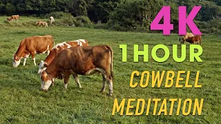 Cows meditation, relax with the peaceful cows | 1 Hour Cowbell Meditation | 4K Top Quality