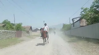 Zakatala Balakən atları