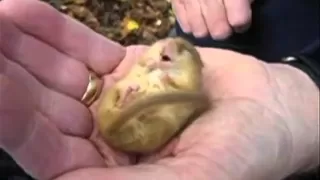 Snoring Dormouse with sound - listen