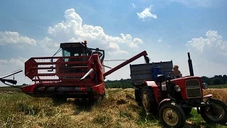 Żniwa 2015 - Rzepak u pana Łukasza - Bizon Sampo 2020 // Zetor 9540 // 2x Ursus C-330