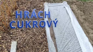 HRÁCH CUKROVÝ