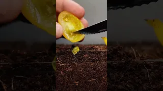 Growing Yellow Tomato plant from seeds time lapse