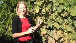 Grape Powdery Mildew in Pinot Noir Vines