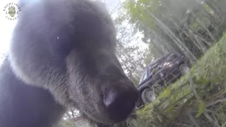 Grizzly bear versus Go Pro camera