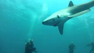 Blue and Mako Shark Dive - Cape Point, South Africa