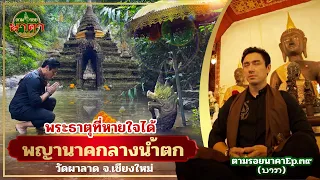 ตามรอยนาคาEp.39(ນາກ) : ปริศนาพญานาคกลางน้ำตกกับพระธาตุที่หายใจได้ ที่"วัดผาลาด" จ.เชียงใหม่