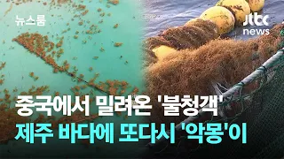 중국에서 밀려온 '불청객'…제주 바다에 또다시 '악몽'이 / JTBC 뉴스룸