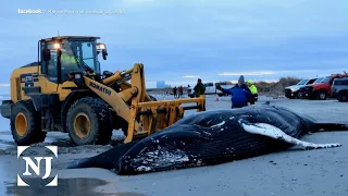 Environmentalists disagree over cause of whale strandings