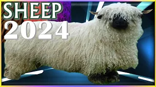 ✪ Sheep Horoscope 2024 |✩| Born 2015, 2003, 1991, 1979, 1967, 1955, 1943, 1931