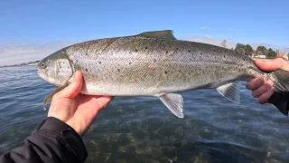 Havsöring på fluga - när man prickar rätt