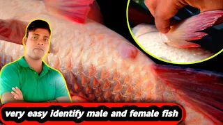 very easy identify male and female fish selection technique in three staps | #fishinfo #fishfarming