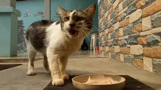 Cat meows before eating | Cats come and go