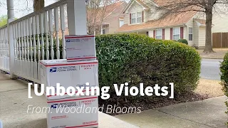 African violets- Unboxing my Woodland Blooms order