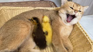 Motherly love is rampant❤️!The duckling jumped into the basket and slept with the kitten.Funny cat