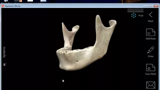 Anatomy of the Mandible